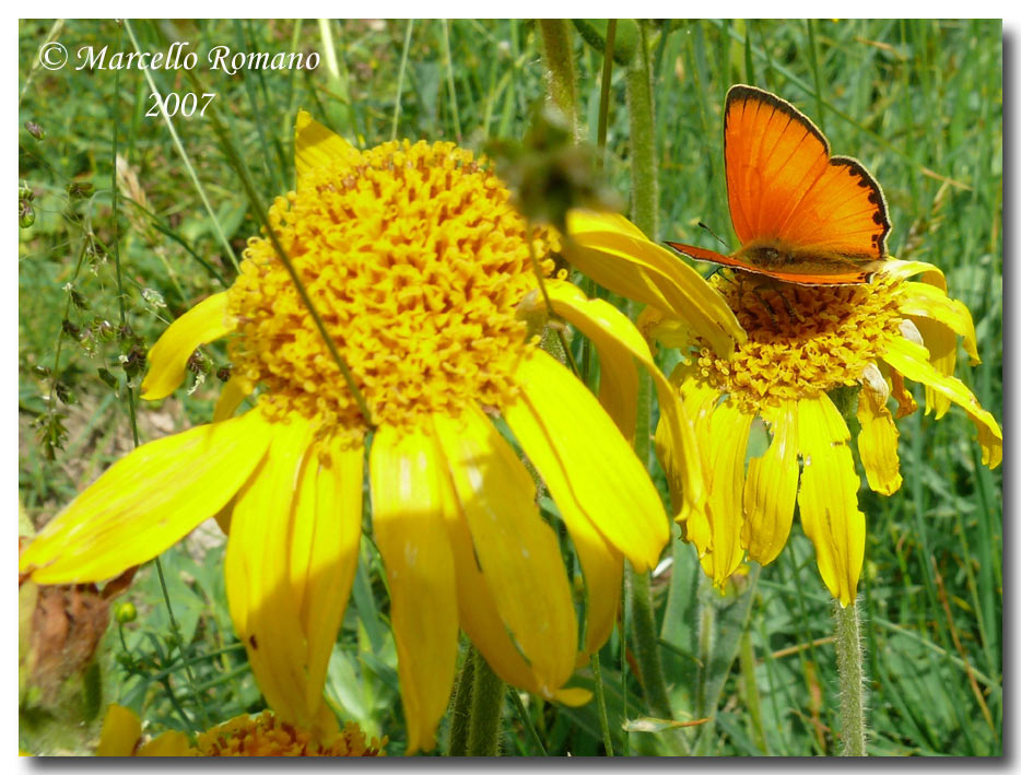 A spasso sulle Alpi Marittime: 3. Lycaena virgaureae